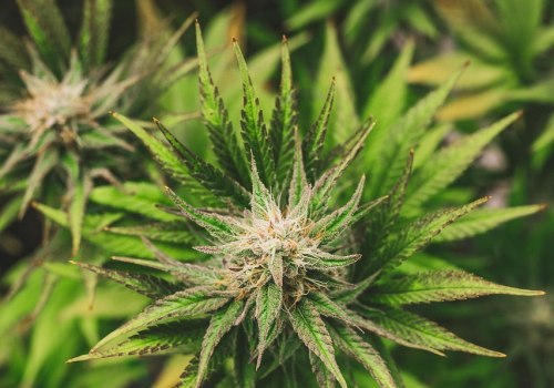 Understanding Medical Edibles in New Hampshire Treatment Centers